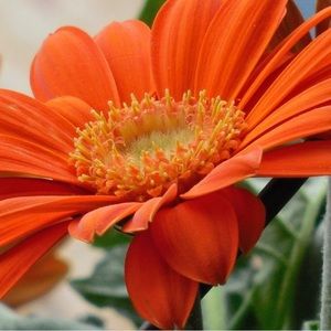 Sweet Pea Maternity Maxi Dress